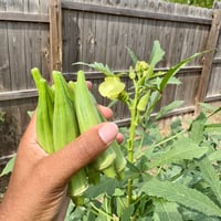 Image 4 of Okra Clemson Spineless