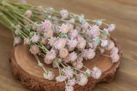 Image 3 of Globe Amaranth Bunch - Pink