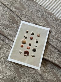 Image 3 of Seashells Print