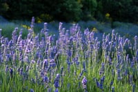 Lavender Flowers