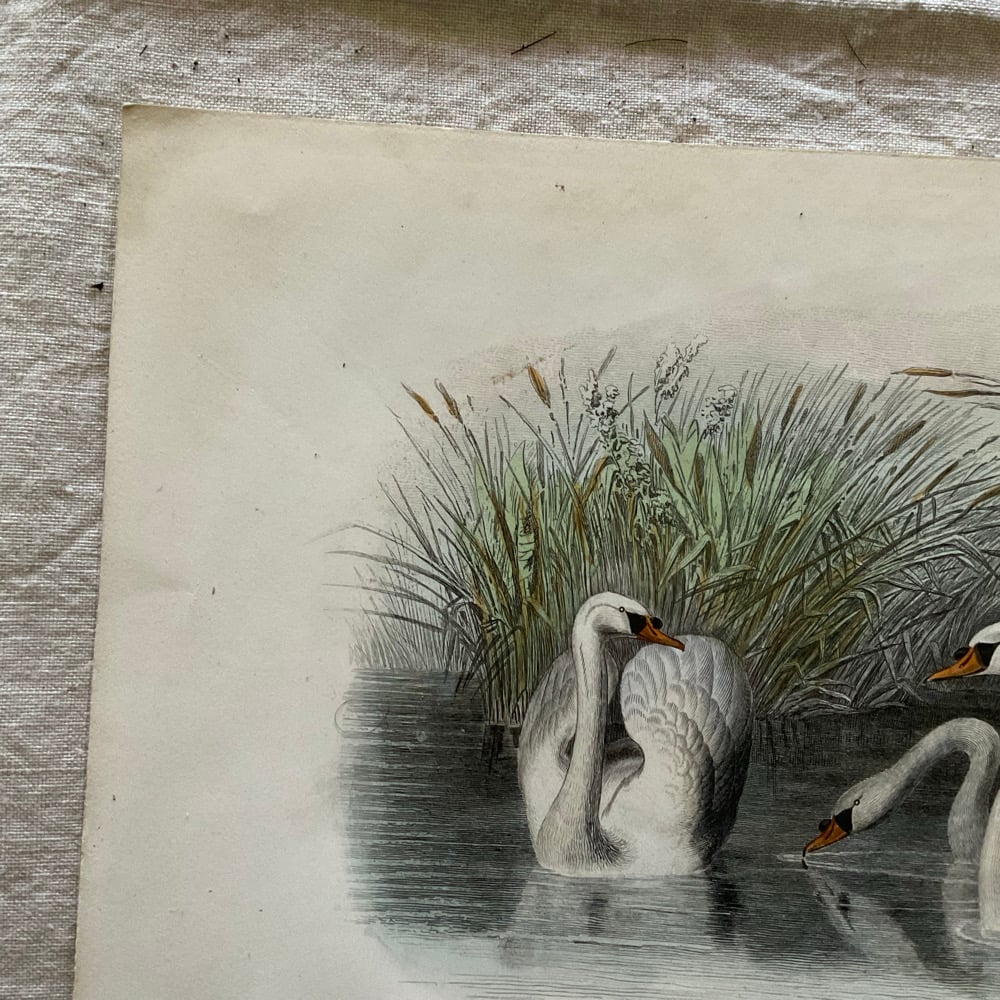 Image of Swans