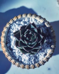 Image 2 of TeraPullover Medium Echeveria agavoid(με παχύφυτο)