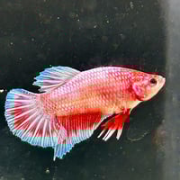 Image of Crimson Blue Startail Koi Male HMPK
