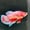 Image of Crimson Blue Startail Koi Male HMPK
