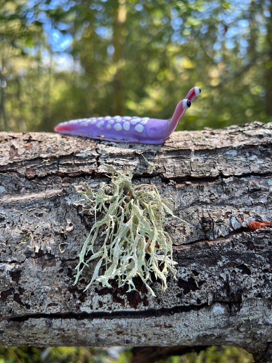 Image of Purple Boro Slug