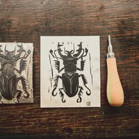Image 4 of Lucanus 