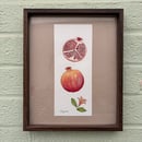 Image 1 of £50 originals - Pomegranate watercolour