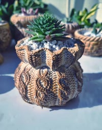 Image 1 of TeraPullover medium  - sempervivum (με φυτό)