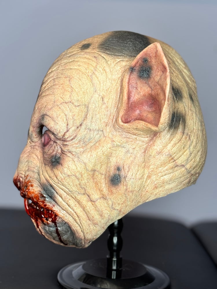 Ben - spotted variant Image 5