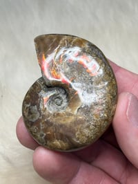 Image 3 of Large Opalized Ammonite Shell Fossil #2415