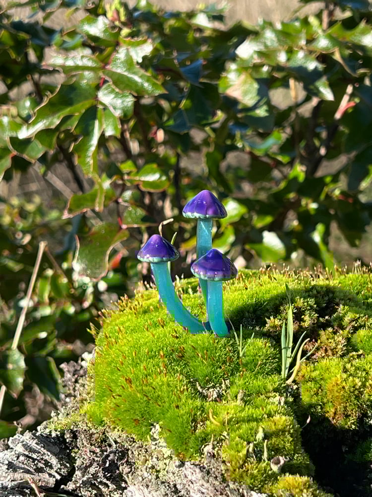 Image of Triple Purple Blue Mushroom Plant Spike