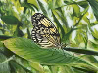 Image 1 of Large Tree Nymph