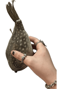 Image 4 of Taxidermy Pufferfish