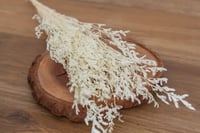 Image 1 of Preserved Limomium - 20g Off White