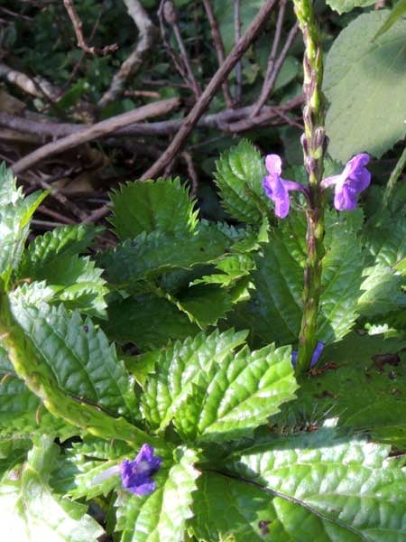 NERVine! Wild Jamaican Blue Vervain. Depression-Anxiety-Dopamine-Insomnia-Respiratory-Headaches.