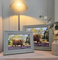 FRAMED Limited Edition Highland Cow in the heather print 