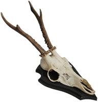 Image 1 of Vintage Wood Mounted Roe Deer Antlers II