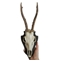 Image 2 of Vintage Wood Mounted Roe Deer Antlers II