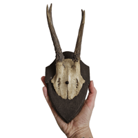 Image 2 of Vintage Wood Mounted Roe Deer Antlers III