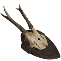 Image 1 of Vintage Wood Mounted Roe Deer Antlers III