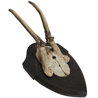 Image 1 of Vintage Wood Mounted Roe Deer Antlers VI