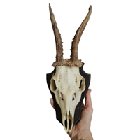 Image 2 of Vintage Wood Mounted Roe Deer Antlers VII