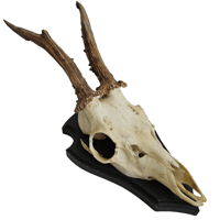 Image 1 of Vintage Wood Mounted Roe Deer Antlers VII