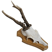 Image 1 of Vintage Wood Mounted Roe Deer Antlers VIII