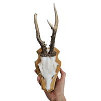 Image 2 of Vintage Wood Mounted Roe Deer Antlers VIII