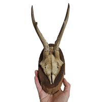 Image 2 of Vintage Wood Mounted Roe Deer Antlers XI