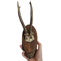 Image 2 of Vintage Wood Mounted Roe Deer Antlers XIII