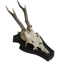 Image 1 of Vintage Wood Mounted Roe Deer Antlers XIIII