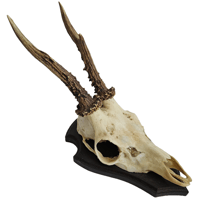 Image 1 of Vintage Wood Mounted Roe Deer Antlers XV