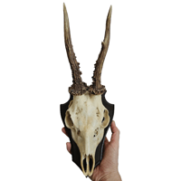 Image 2 of Vintage Wood Mounted Roe Deer Antlers XV