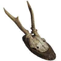 Image 1 of Vintage Wood Mounted Roe Deer Antlers XII