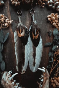 Image 5 of hen feathers