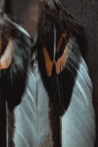 Image 6 of hen feathers