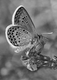 Silver-studded on heather exclusive print (monochrome)