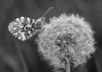 Orange tip on dandelion delight exclusive print (monochrome)