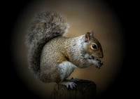 Image 1 of The Majestic Squirrel exclusive print
