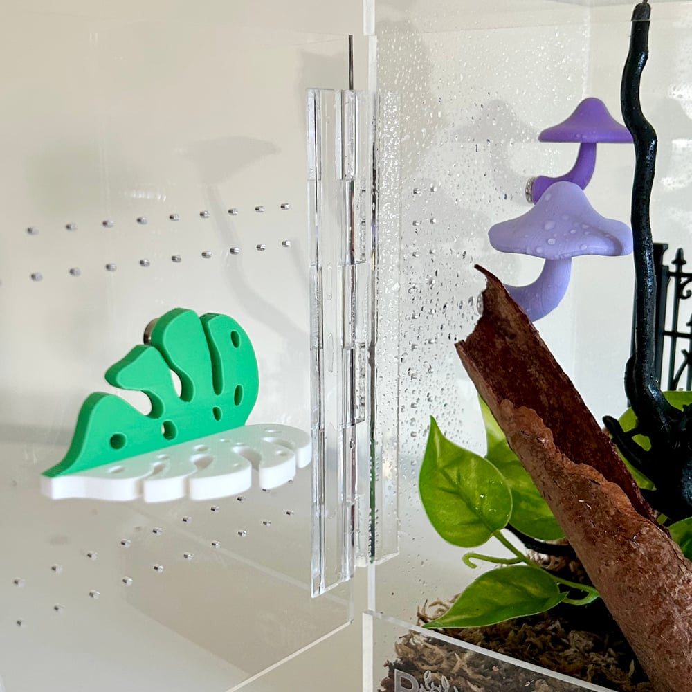 FHOS - Monstera Ledge Set