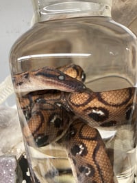 Image 2 of Rainbow Boa 