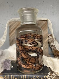 Image 3 of Rainbow Boa 