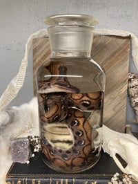 Image 1 of Rainbow Boa 