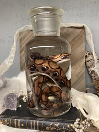 Image 4 of Rainbow Boa 