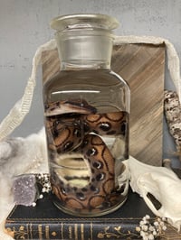 Image 5 of Rainbow Boa 