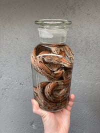 Image 1 of Corn Snake