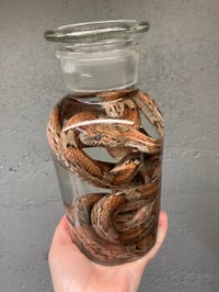 Image 3 of Corn Snake