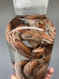 Image 4 of Corn Snake