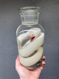 Image 1 of Albino Ball Python